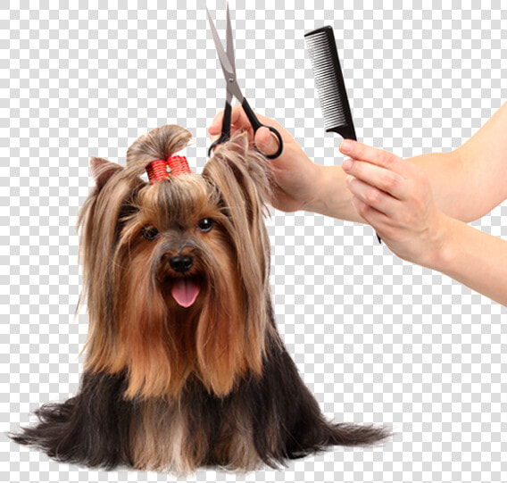 Dog Grooming   Pet Grooming  HD Png DownloadTransparent PNG