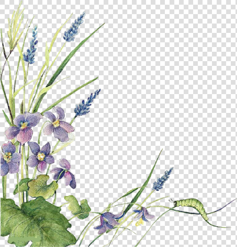 Ftestickers Watercolor Flowers Border Lavender   Watercolor Sage Floral Borders  HD Png DownloadTransparent PNG