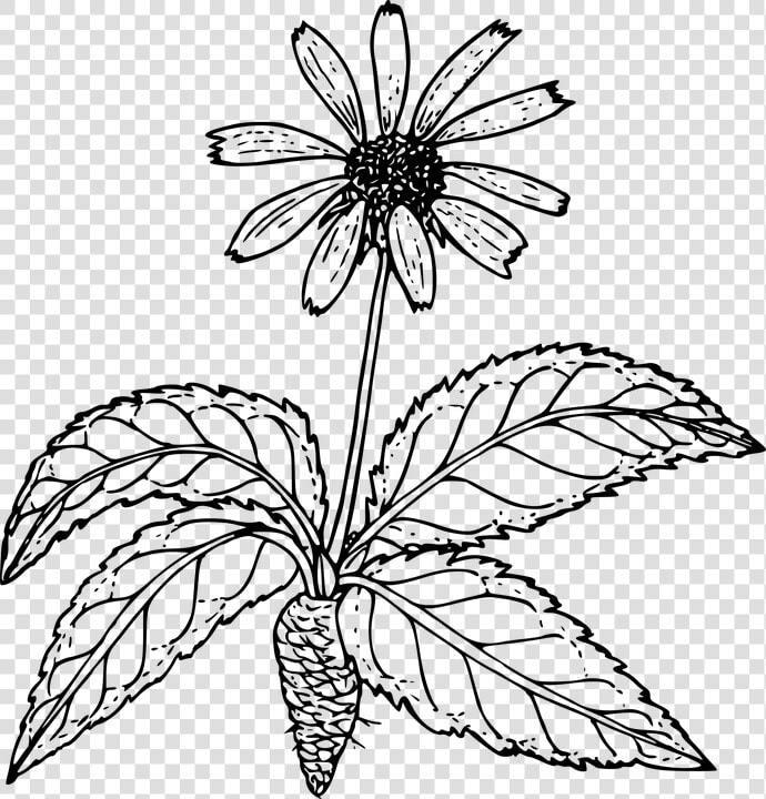 Outline Pictures Of Flower Plant Root   Png Download   Drawings Of Flowers Outline  Transparent PngTransparent PNG