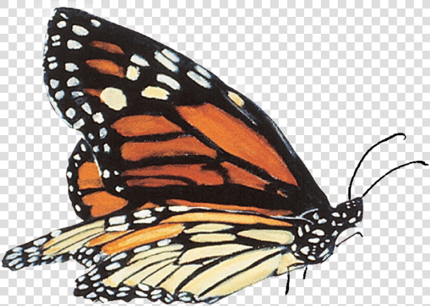 By Monarch School   Mariposas Reales Png  Transparent PngTransparent PNG