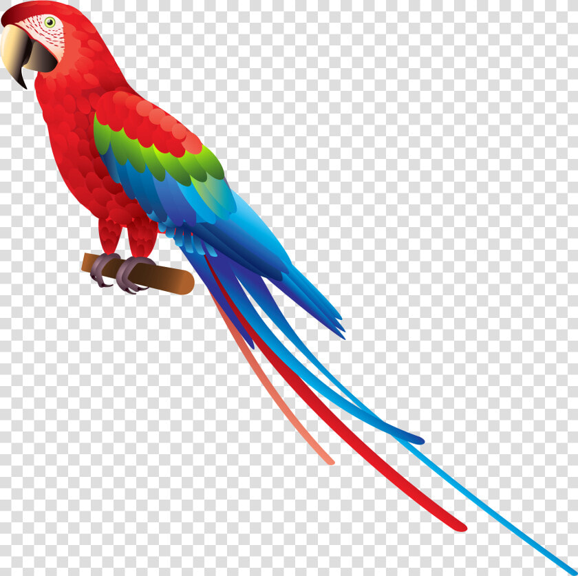 Indian Parrot Png   Transparent Background Parrot Clipart  Png DownloadTransparent PNG