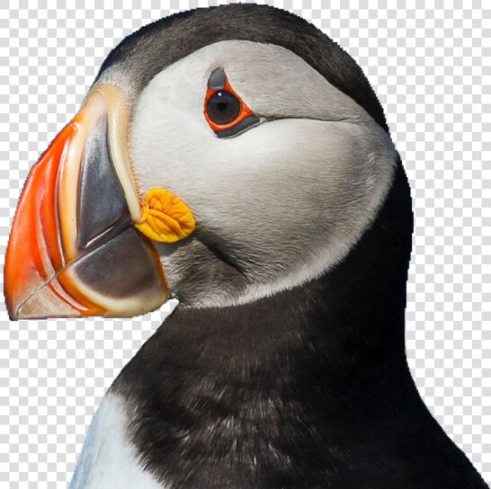  puffin  bird  cute  pngs  png  lovely Pngs  usewithcredit   Puffin Png  Transparent PngTransparent PNG