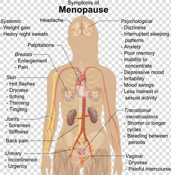 Symptoms Of Menopause   Science Parts Of The Body  HD Png DownloadTransparent PNG