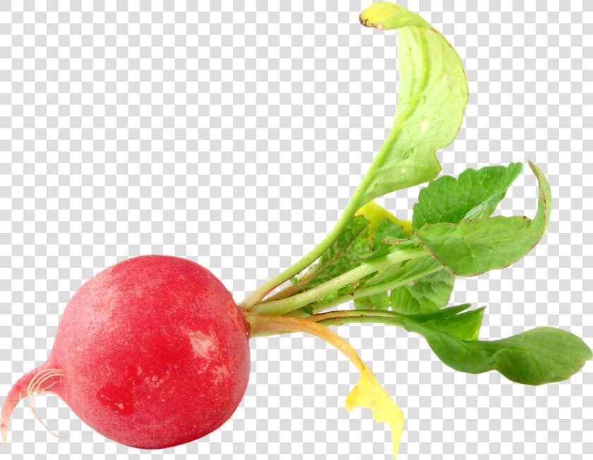 Turnip   Transparent Radish Png  Png DownloadTransparent PNG