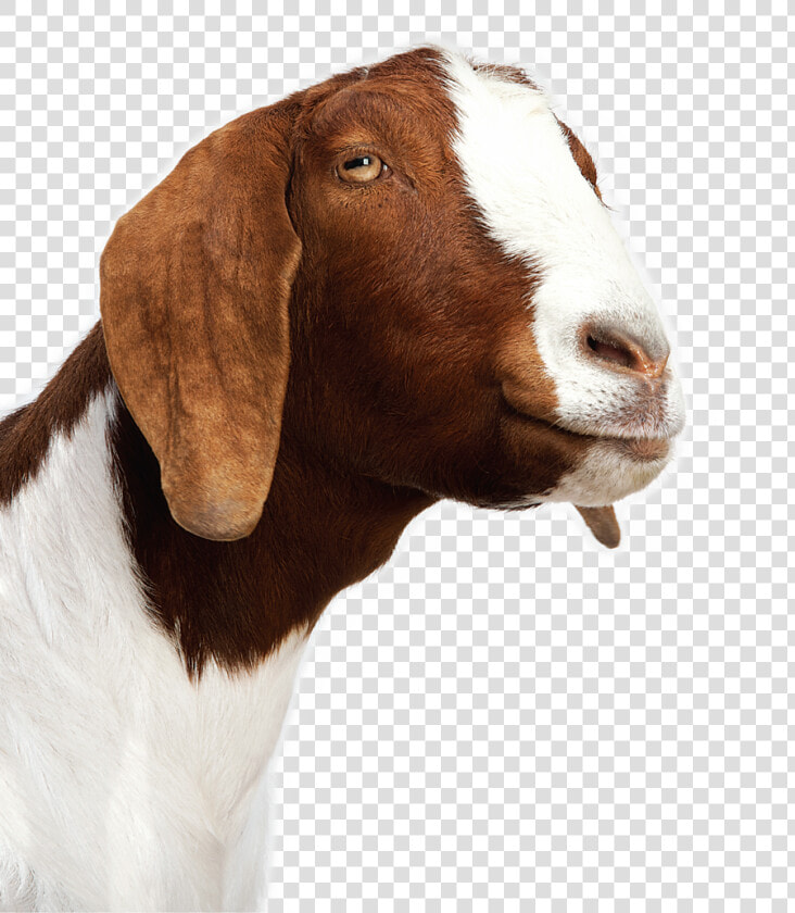 Goat Family snout ear goat Antelope livestock   Ducks Dressed As Goats  HD Png DownloadTransparent PNG