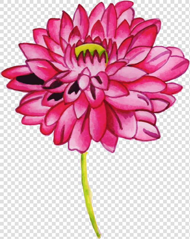 Chrysanths  HD Png DownloadTransparent PNG