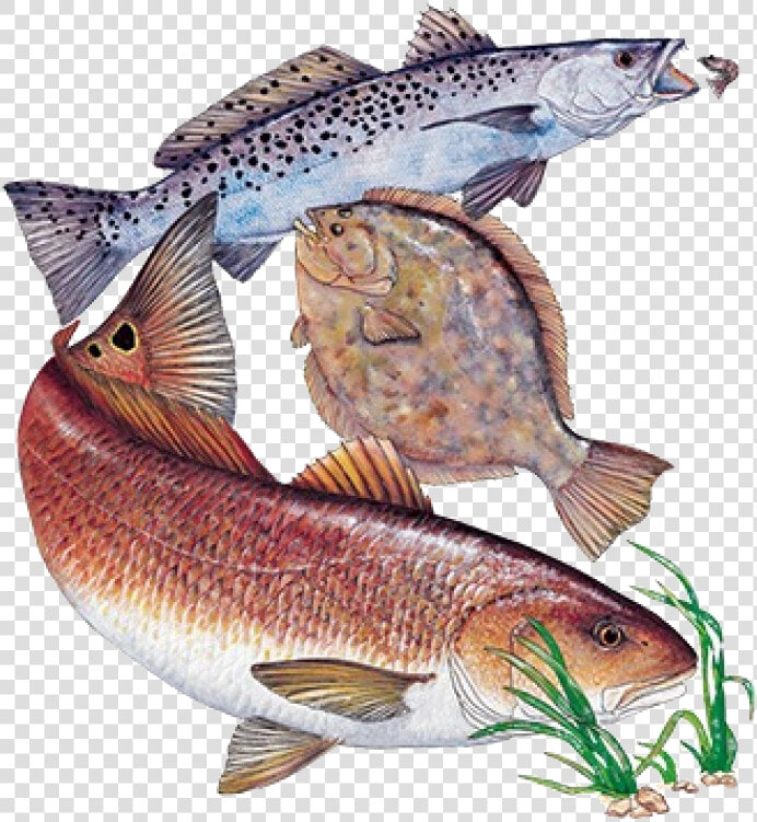 Inshore Slam With Flounder Printed T shirt Class   Redfish Flounder Speckled Trout  HD Png DownloadTransparent PNG