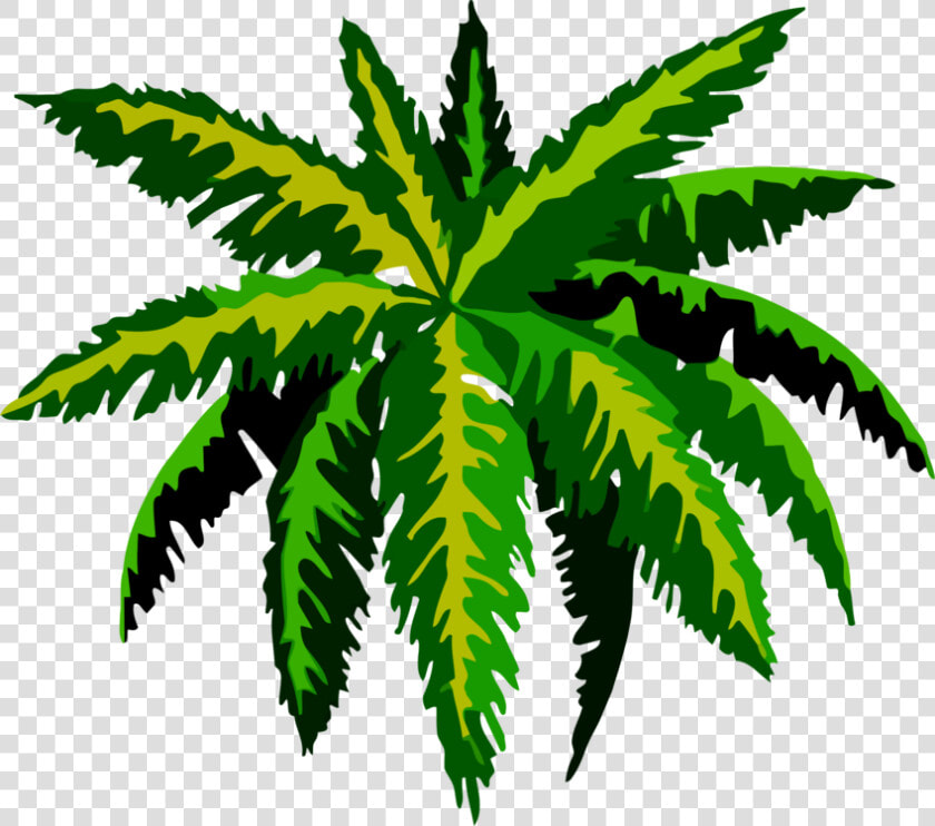 Tree plant leaf   Tropical Rainforest Tree Drawing  HD Png DownloadTransparent PNG