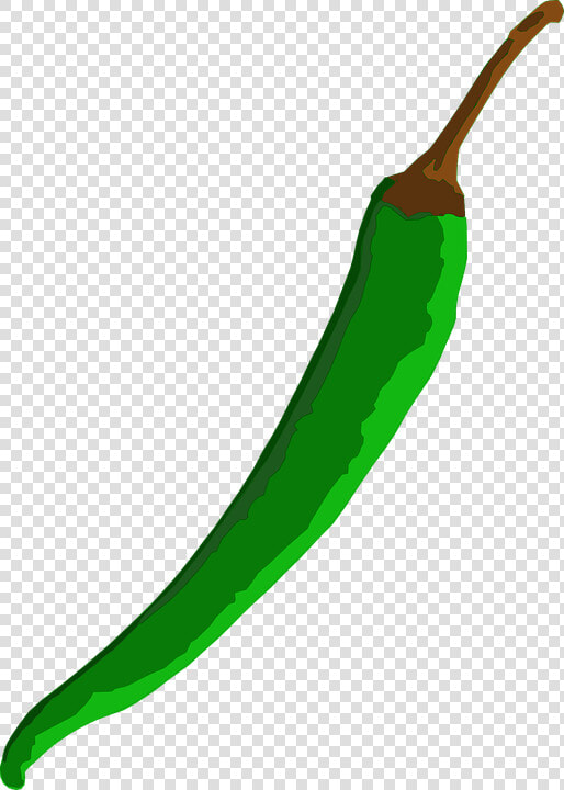 Chili  Green  Pepper  Spicy  Hot  Cooking  Spice   Png Of Green Chilli  Transparent PngTransparent PNG