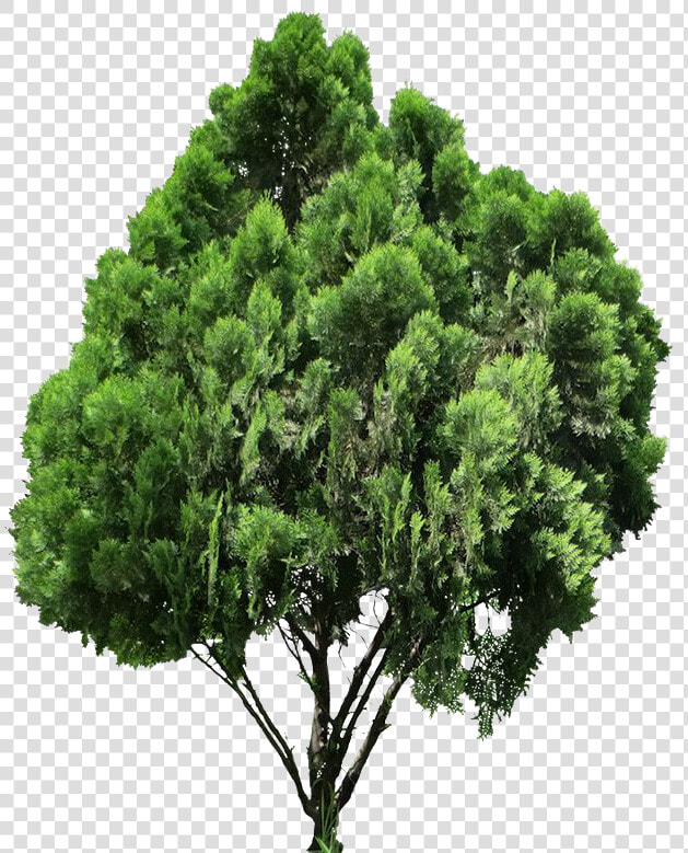 Jack Tree Png High quality Image   Plan Tree For Photoshop  Transparent PngTransparent PNG