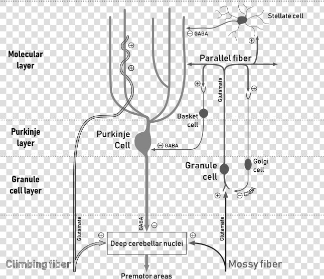 File   Cerebellar Circuit   Svg   Cerebellar Circuit  HD Png DownloadTransparent PNG