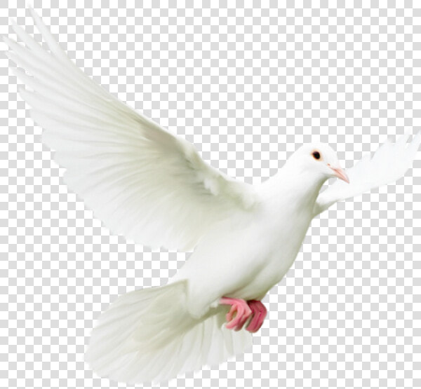 Pigeons And Doves Bird Rock Dove Homing Pigeon Portable   Transparent Dove  HD Png DownloadTransparent PNG