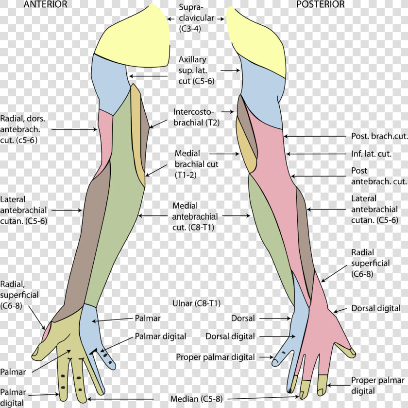 Peripheral Nerve Dermatome  HD Png DownloadTransparent PNG