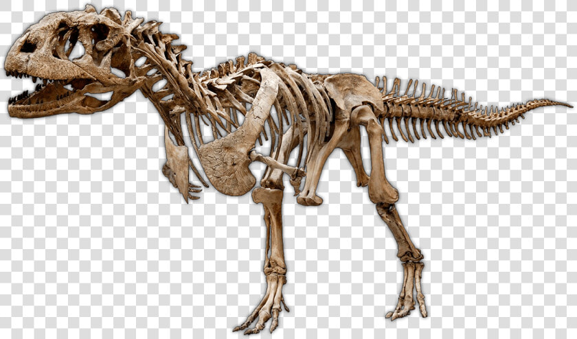 Dinosaur Excavation Kits  amp  Experimental Paleontology   Skeletons Of Dinosaurs  HD Png DownloadTransparent PNG