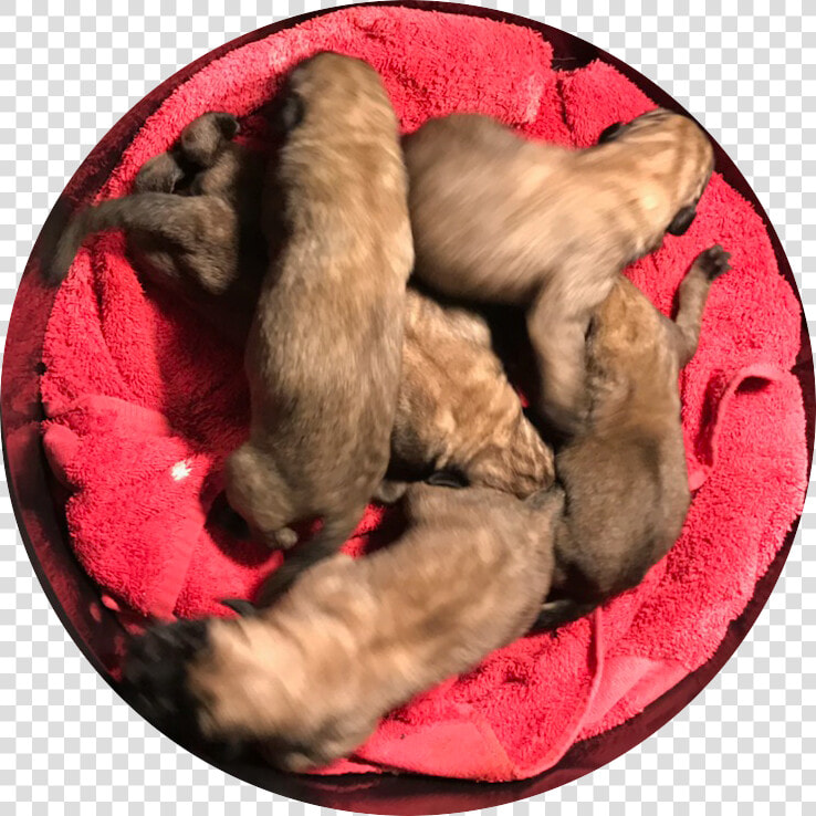 English Mastiff Puppies For Sale   Paw  HD Png DownloadTransparent PNG