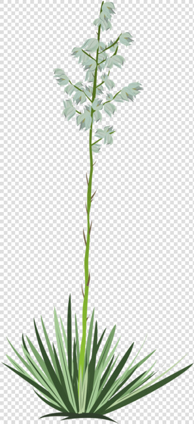 Yucca Vector   Yucca Tree Transparent Background  HD Png DownloadTransparent PNG