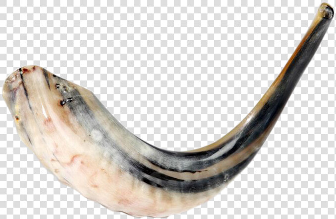 Ram S Horn Natural Shofar 15   Shofar  HD Png DownloadTransparent PNG