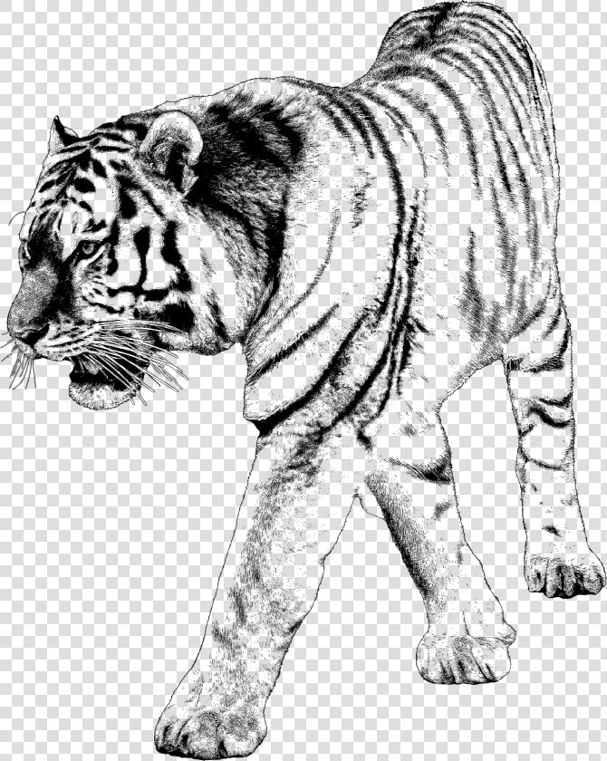 Tiger 2 Image Library Download   Jumping Transparent Background Jumping Tiger Png  Png DownloadTransparent PNG