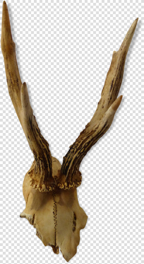 Roe Deer Trophy Src Https   Deer  HD Png DownloadTransparent PNG