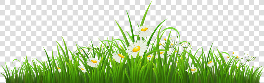 Transparent Grass With Chamomile Png Clipart   Butterfly Cartoon Gif Transparent  Png DownloadTransparent PNG