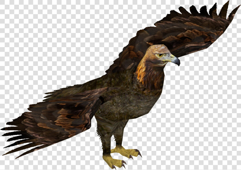 Eastern Imperial Eagle Png   Wedge Tailed Eagle Png  Transparent PngTransparent PNG