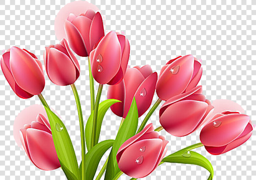 Transparent Red Tulip Png   Tulip Clipart Transparent Background  Png DownloadTransparent PNG