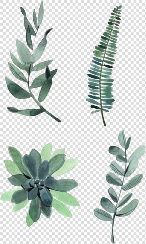 Watercolor Painting Drawing Plant Illustration Watercolor   Watercolor Plants  HD Png DownloadTransparent PNG