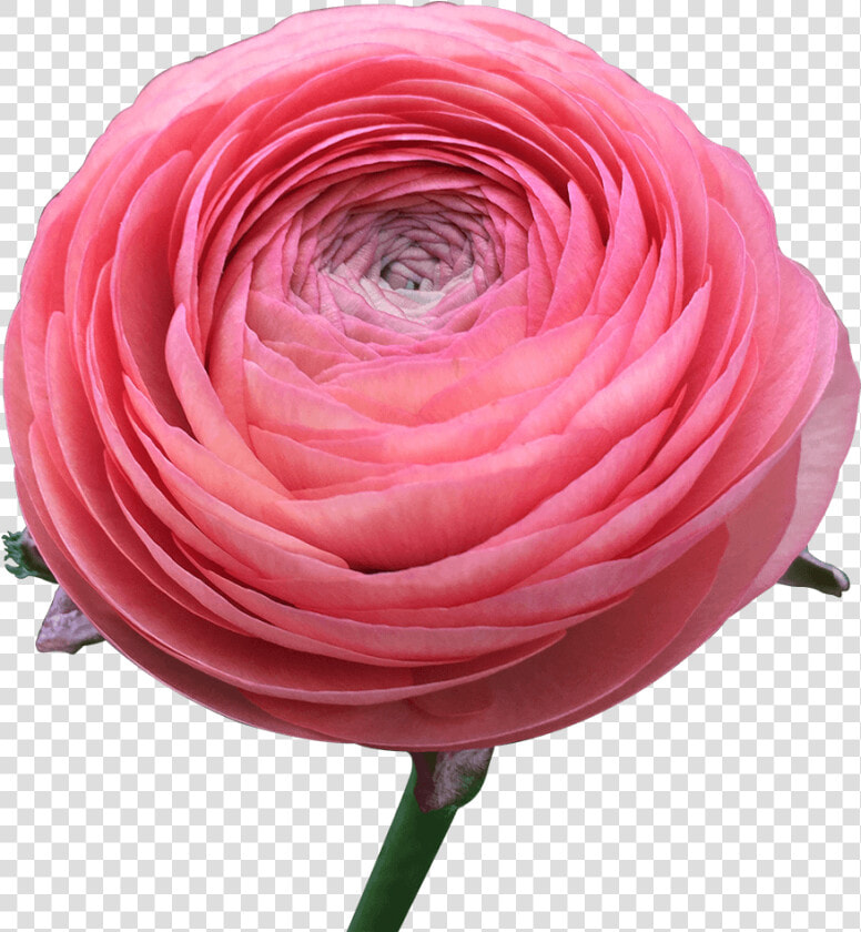 Ranunculus Coral Flowers Low Cost Online   Persian Buttercup  HD Png DownloadTransparent PNG