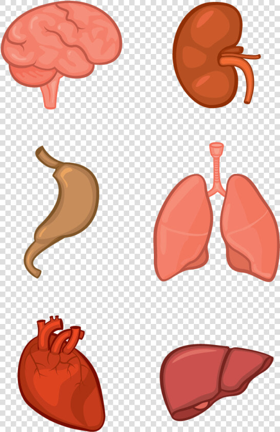 Clip Art Tissue Jpg Black   Vector Human Organs Png  Transparent PngTransparent PNG