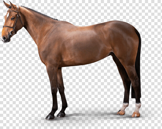 Chanel Van’t Ameldonk Z   Luigi D Eclipse Stallion  HD Png DownloadTransparent PNG