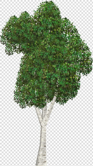 Silver Birch   Mexican Pinyon  HD Png DownloadTransparent PNG