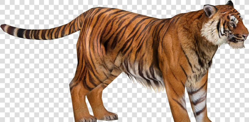 Zoo Tycoon 2 Sumatran Tiger  HD Png DownloadTransparent PNG