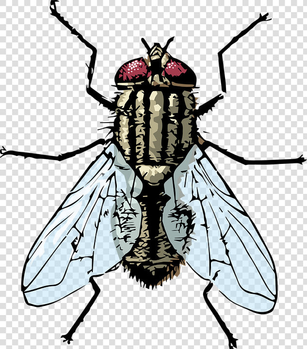 Fly  Housefly  Bug   House Fly  HD Png DownloadTransparent PNG