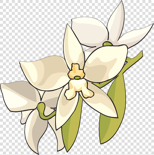 White Orchid Flower Clip Art � Clipart Free Download   White Orchid Flower Clip Art  HD Png DownloadTransparent PNG