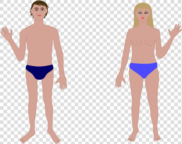 Transparent Human Chest Clipart   Human Body Png Clipart  Png DownloadTransparent PNG