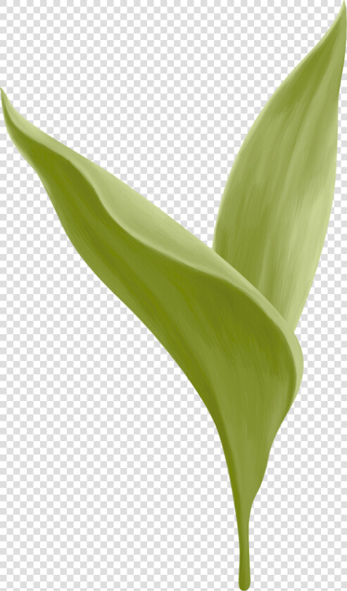 Transparent Lily Of The Valley Png   Canna Lily  Png DownloadTransparent PNG