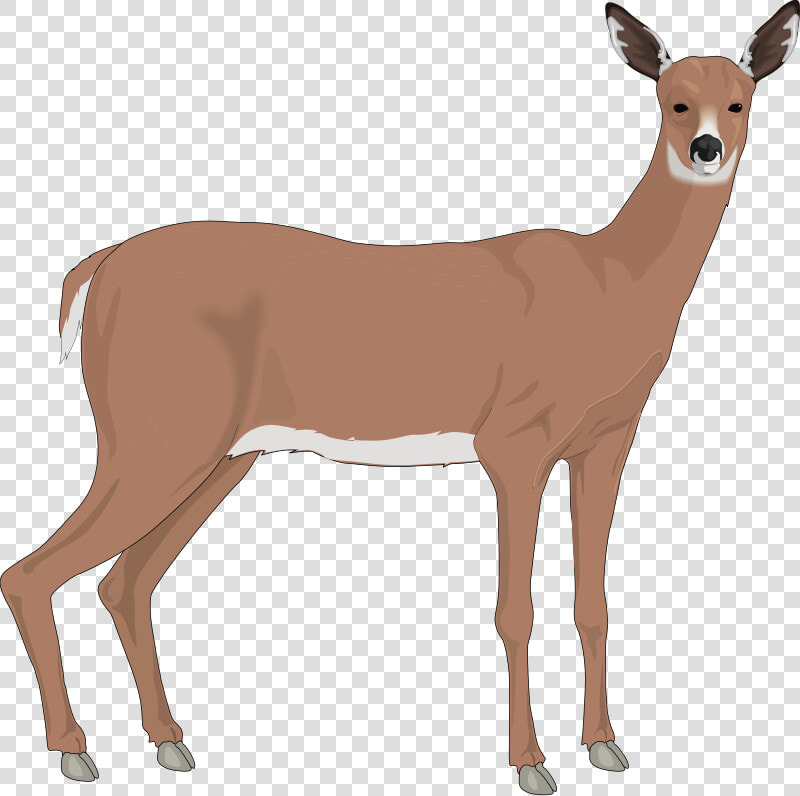 Doe Desktop Backgrounds Free   Doe Clipart  HD Png DownloadTransparent PNG