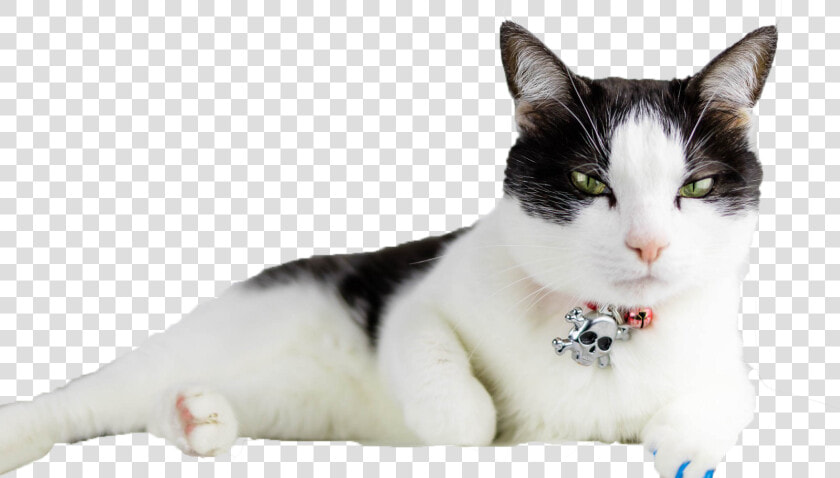 Transparent Cats Png   อาการ แมว เป็น โรค ไต  Png DownloadTransparent PNG