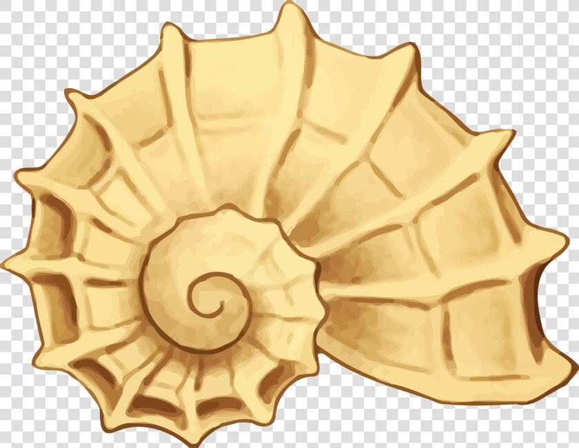 Sea Shell Big Image   Clip Art Sea Shell Png  Transparent PngTransparent PNG