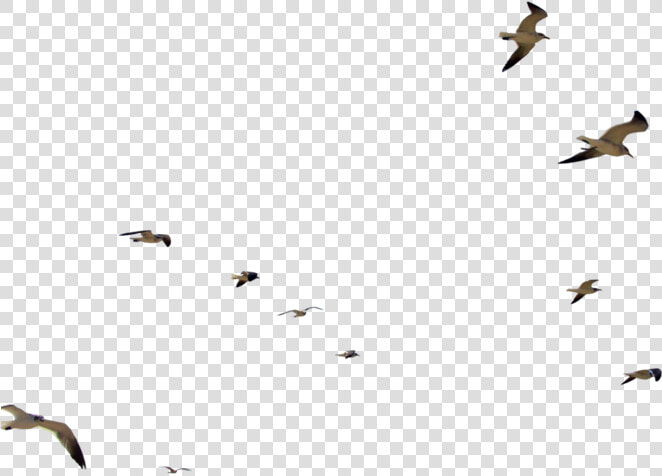 Flock Of Seagulls Png  Transparent PngTransparent PNG