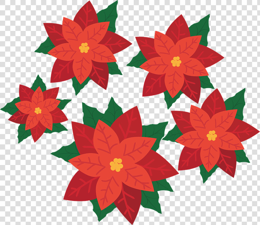 Poinsettia  Flower  Plant  Blossom  Bloom  Christmas   Transparent Poinsettia  HD Png DownloadTransparent PNG