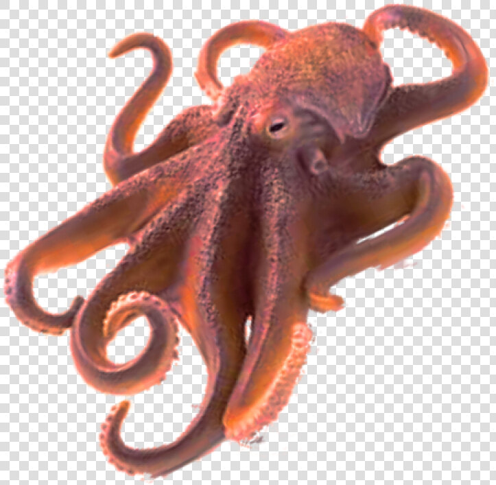 Octopus Png Image   Octopus Png  Transparent PngTransparent PNG