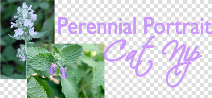 Catnip Plant  HD Png DownloadTransparent PNG