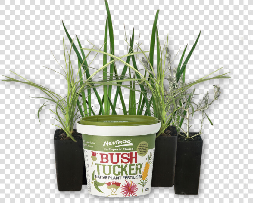 Tube Sized Australian Plants Online Sales Neutrog Bush   Sweet Grass  HD Png DownloadTransparent PNG