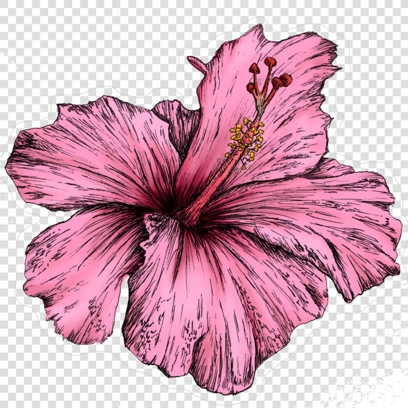 Untitled 1   Hawaiian Hibiscus  HD Png DownloadTransparent PNG