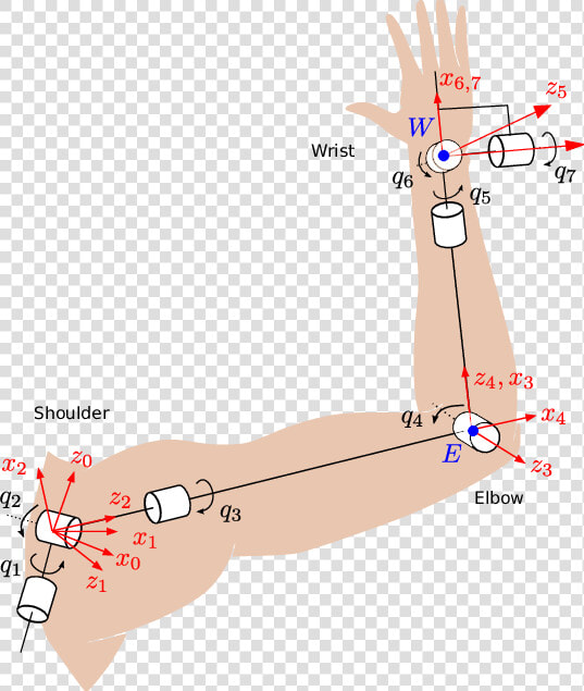 Arm Kinematics  HD Png DownloadTransparent PNG