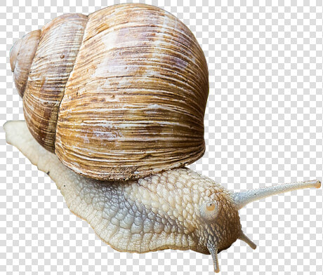 Caracol  Cáscara  Poco A Poco  Rastreo  Animales  Moco   Gambar Bekicot Png  Transparent PngTransparent PNG