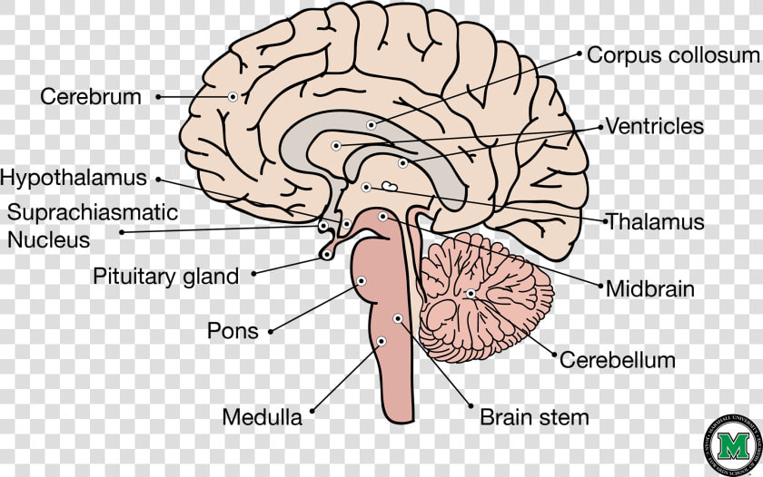 Sagittal View Of The Human Brain   Labelled Sagittal Section Of Brain  HD Png DownloadTransparent PNG