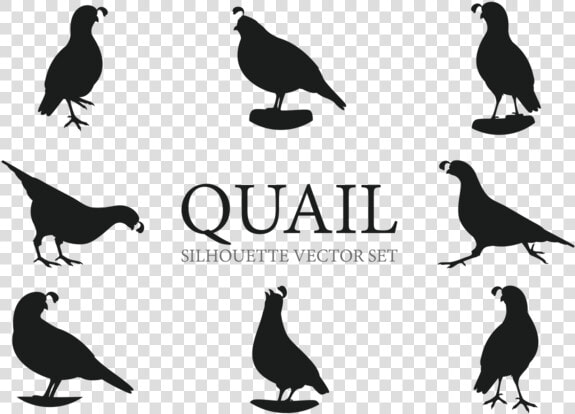 Quail Silhouette  HD Png DownloadTransparent PNG