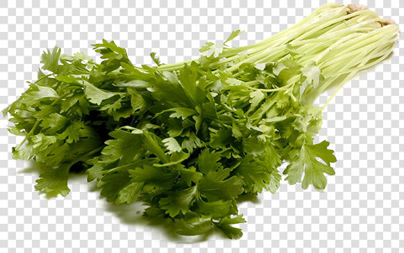 Celery Png Transparent Image   Parsley  Png DownloadTransparent PNG